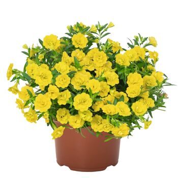 Калибрахоа Aloha Double Yellow