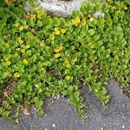 steppable ground cover