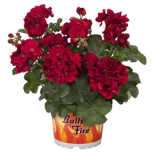 Пеларгония Great Balls of Fire Dark Red